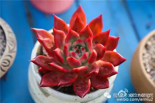 貴品種植物多肉圖片大全_多肉植物最貴的品種_貴品種植物多肉有哪些