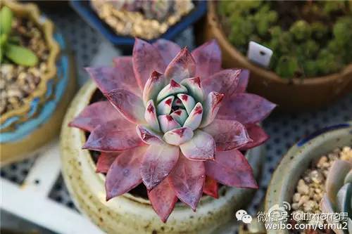 多肉植物最貴的品種_貴品種植物多肉圖片大全_貴品種植物多肉有哪些