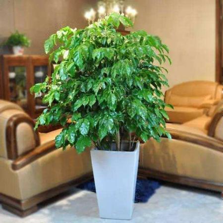室內養的大型綠植_室內大型植物有哪些好養_室內養植物大型好有哪些品種