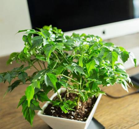 室內養的大型綠植_室內養植物大型好有哪些品種_室內大型植物有哪些好養