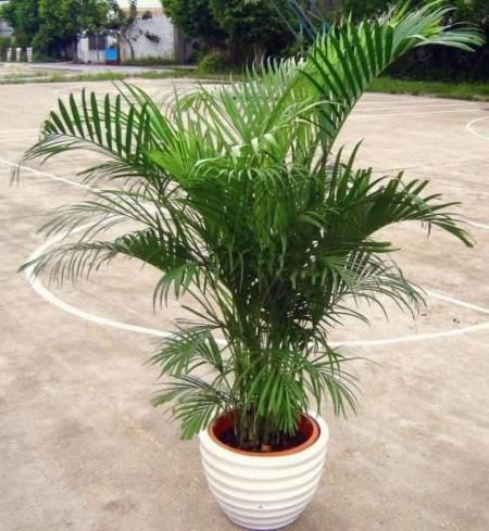 室內養的大型綠植_室內養植物大型好有哪些品種_室內大型植物有哪些好養