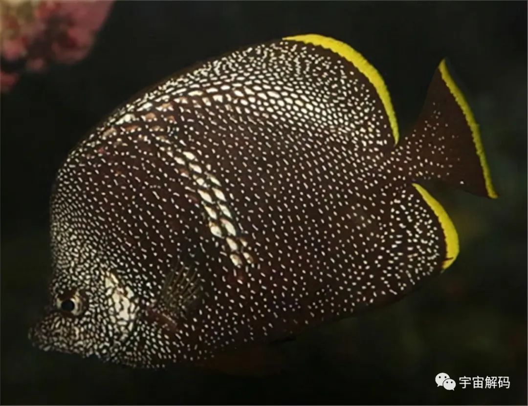 觀賞魚大的能吃嗎_觀賞魚比較大的品種_比較大的觀賞魚