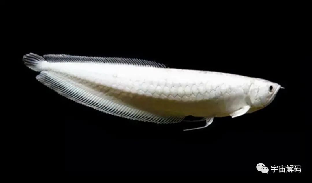 比較大的觀賞魚_觀賞魚比較大的品種_觀賞魚大的能吃嗎