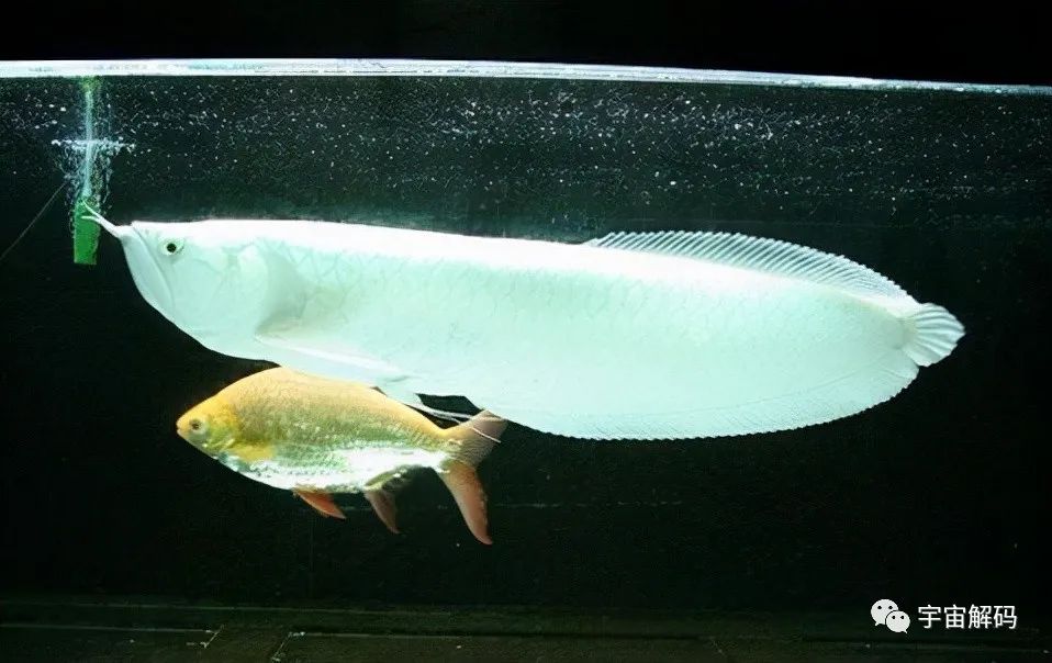比較大的觀賞魚_觀賞魚比較大的品種_觀賞魚大的能吃嗎