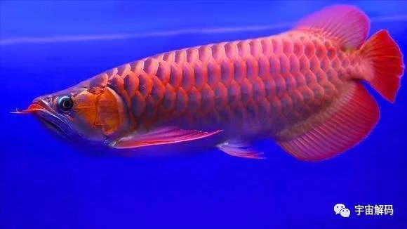 比較大的觀賞魚_觀賞魚比較大的品種_觀賞魚大的能吃嗎
