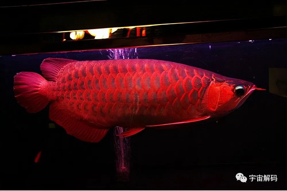 觀賞魚比較大的品種_觀賞魚大的能吃嗎_比較大的觀賞魚
