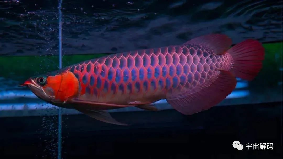 觀賞魚比較大的品種_比較大的觀賞魚_觀賞魚大的能吃嗎