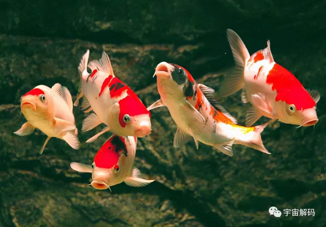 觀賞魚比較大的品種_觀賞魚大的能吃嗎_比較大的觀賞魚