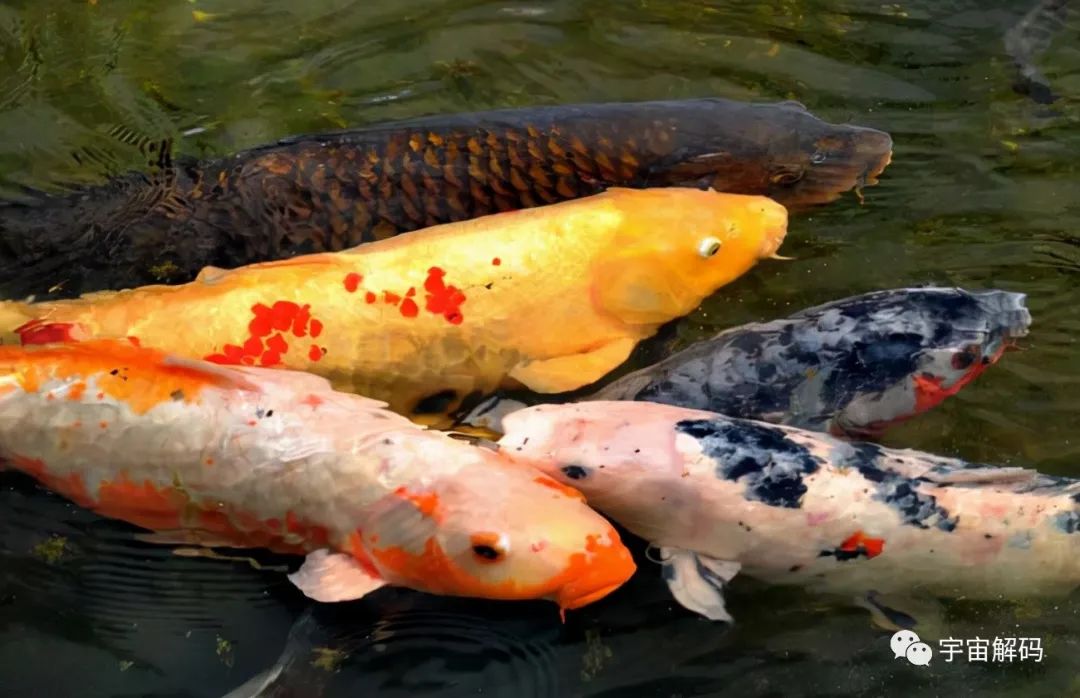 觀賞魚大的能吃嗎_比較大的觀賞魚_觀賞魚比較大的品種