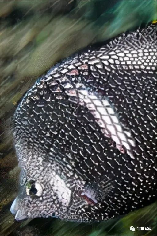 觀賞魚大的能吃嗎_比較大的觀賞魚_觀賞魚比較大的品種