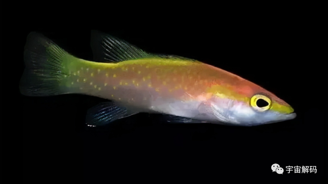 觀賞魚大的能吃嗎_比較大的觀賞魚_觀賞魚比較大的品種