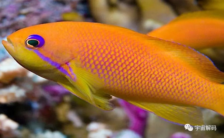 比較大的觀賞魚_觀賞魚比較大的品種_觀賞魚大的能吃嗎