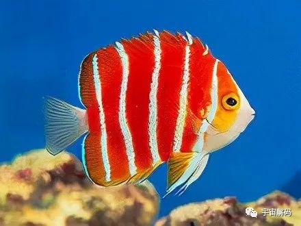 觀賞魚大的能吃嗎_觀賞魚比較大的品種_比較大的觀賞魚