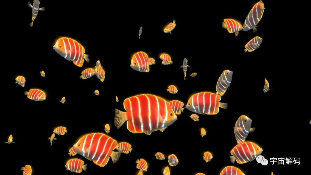 觀賞魚大的能吃嗎_比較大的觀賞魚_觀賞魚比較大的品種