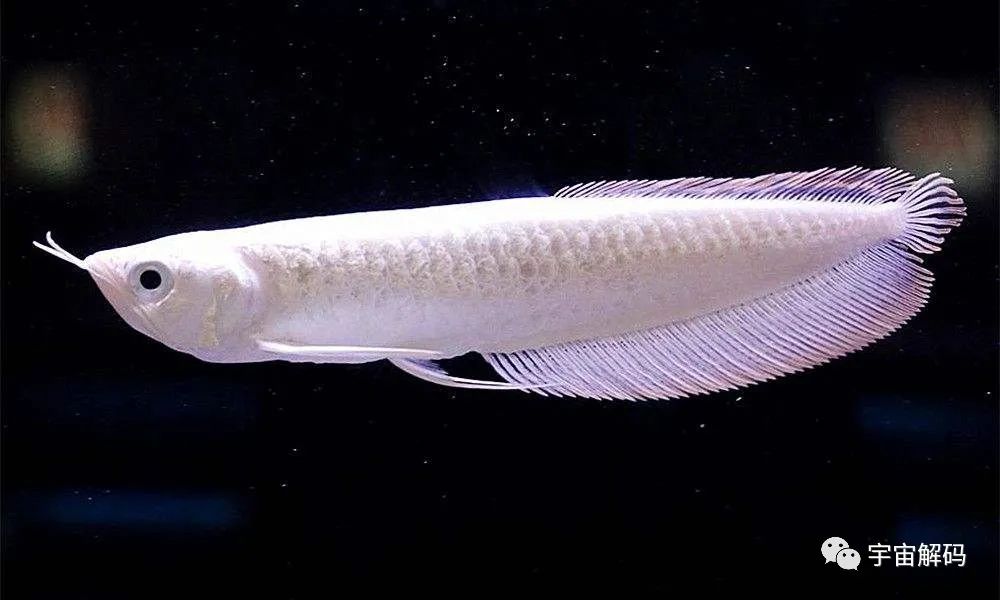 觀賞魚比較大的品種_觀賞魚大的能吃嗎_比較大的觀賞魚