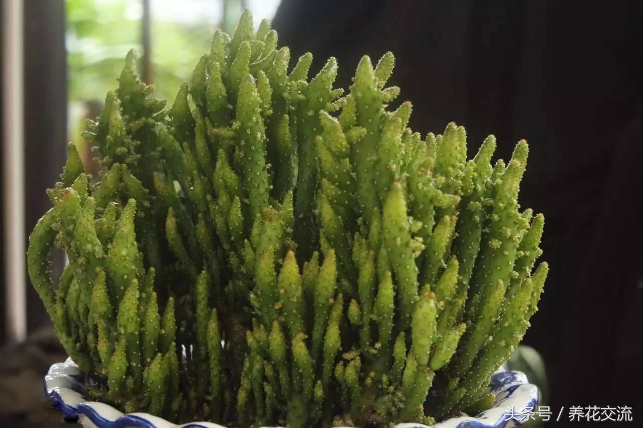 冬季室內不知道養啥植物，下面這6種最多人選