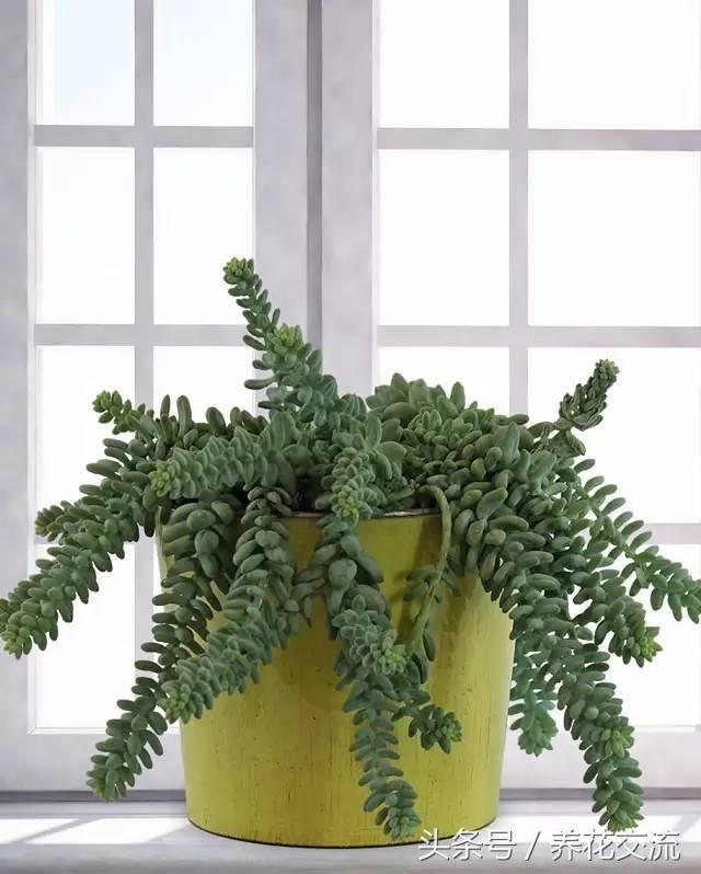 冬天適合養什么綠植在屋內_適合冬天養的室內綠植有哪些_冬天室內養什么綠植