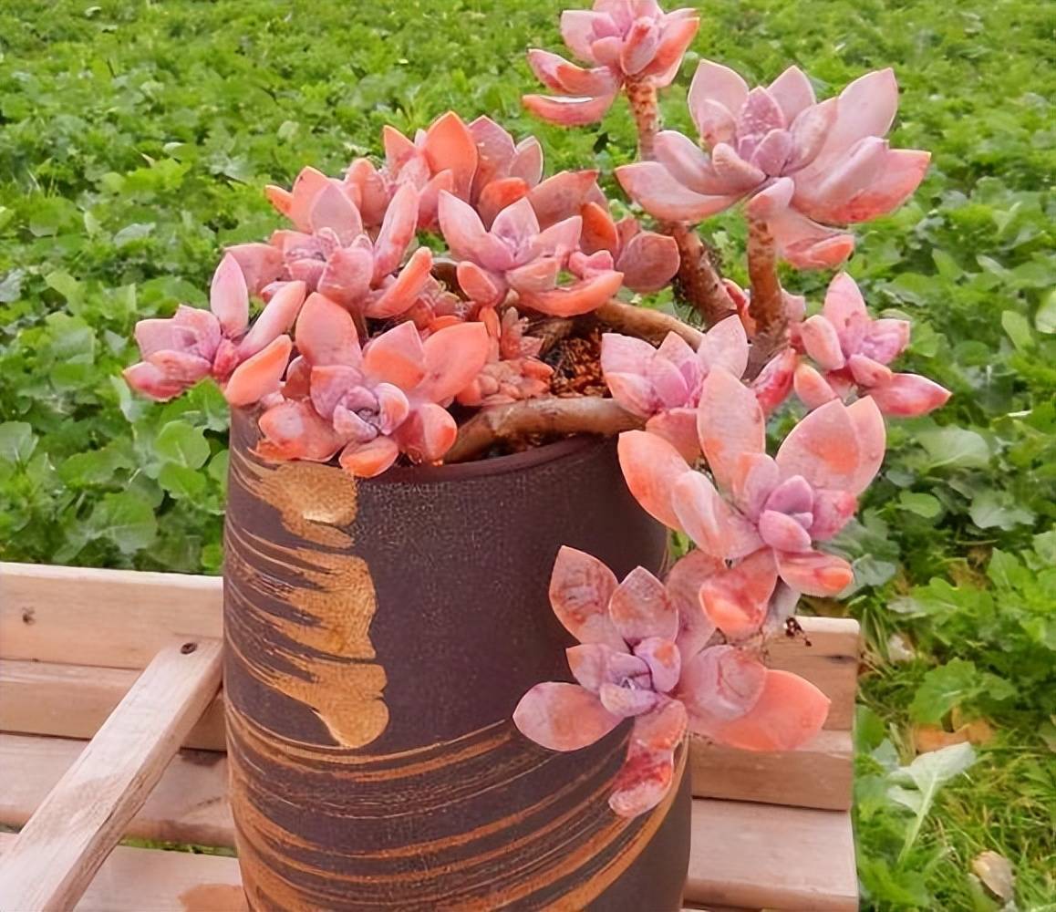 8款適合秋冬種植的多肉，皮實好養愛上色，越冷顏色越漂亮