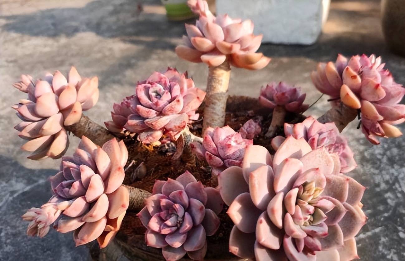 耐寒的多肉植物有哪些品種_耐熱耐寒的多肉有哪些_小多肉植物耐寒還是耐熱