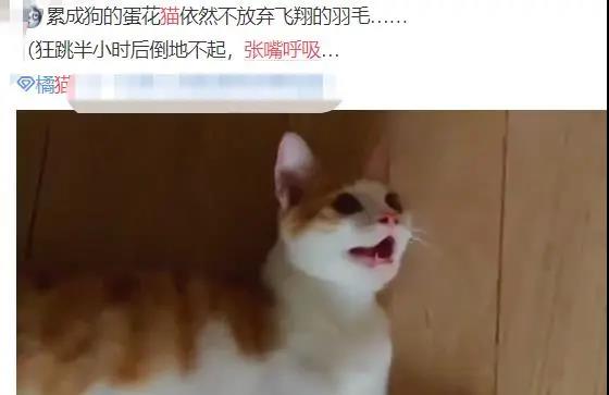 貓像狗一樣吐舌頭喘氣是怎么回事_貓吐舌頭像狗一樣喘氣_貓和狗一樣吐舌頭喘氣