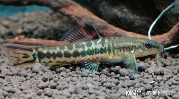 魚缸清道夫魚種類繁多，如何選，才能達(dá)到水清魚靚的視覺效果？