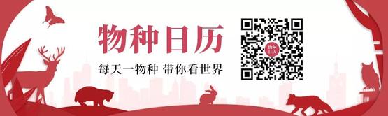狗人運勢_狗5歲相當于人多少歲_人于狗交配