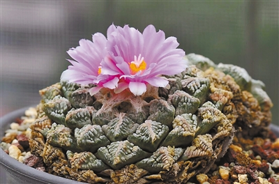 多肉植物屁股花價(jià)格_多肉植物屁股花價(jià)格_多肉植物屁股花價(jià)格