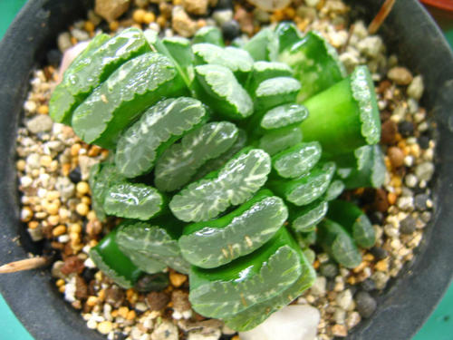 多肉植物屁股花價(jià)格_多肉植物屁股花價(jià)格_多肉植物屁股花價(jià)格