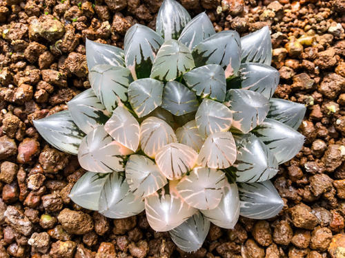 多肉植物屁股花價(jià)格_多肉植物屁股花價(jià)格_多肉植物屁股花價(jià)格