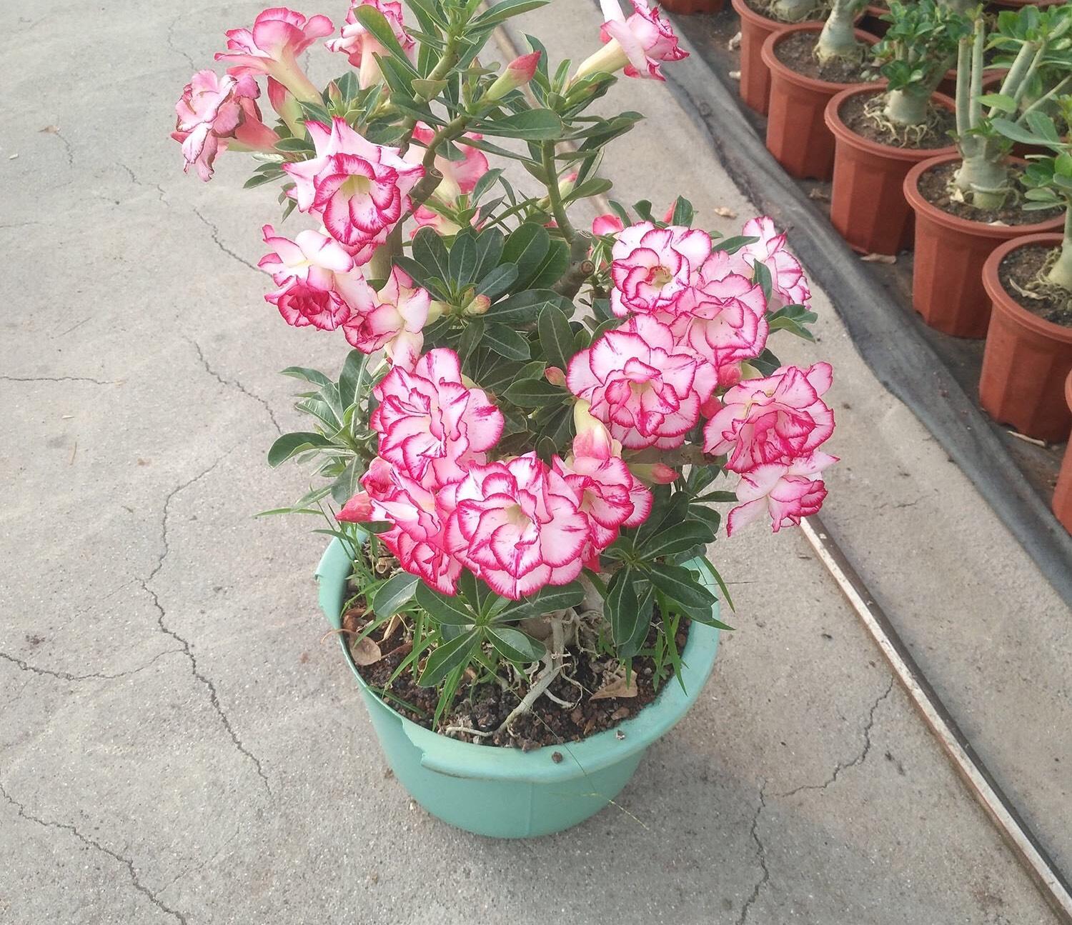 好養活的植物_養植物養的好的人_植物養得好