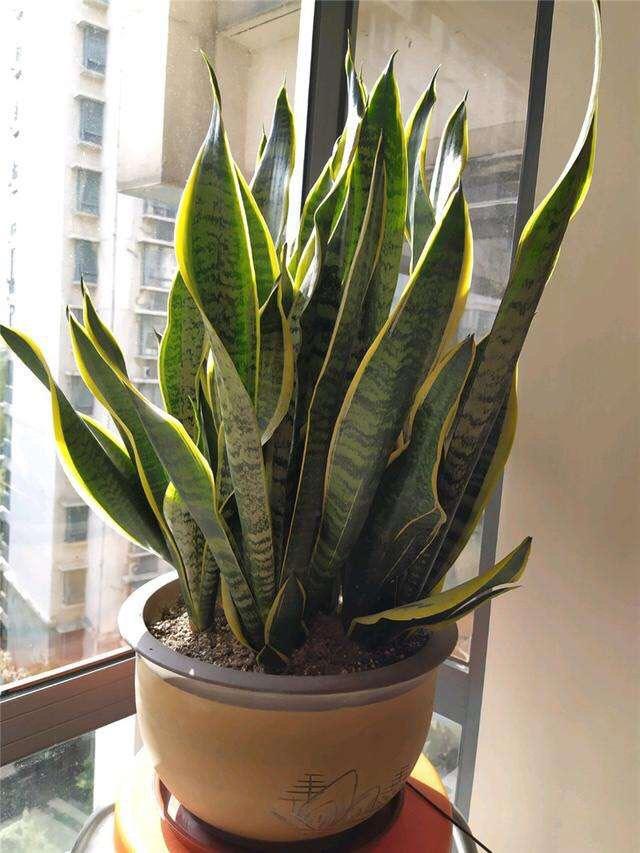 養植物養的好的人_植物養得好_好養活的植物