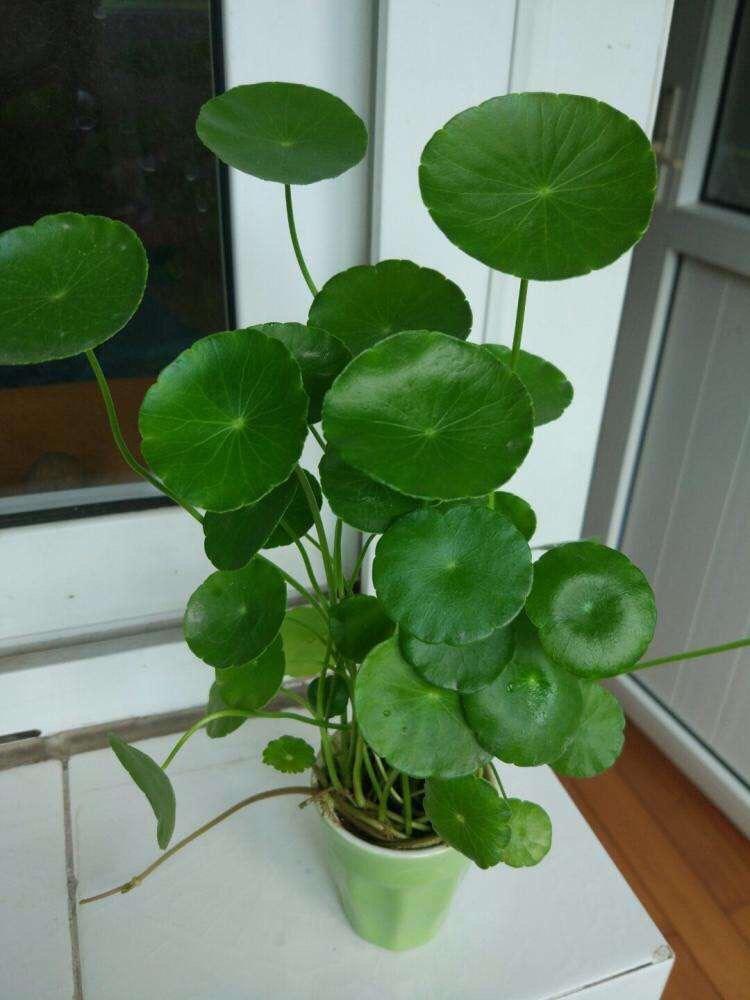 植物養得好_好養活的植物_養植物養的好的人