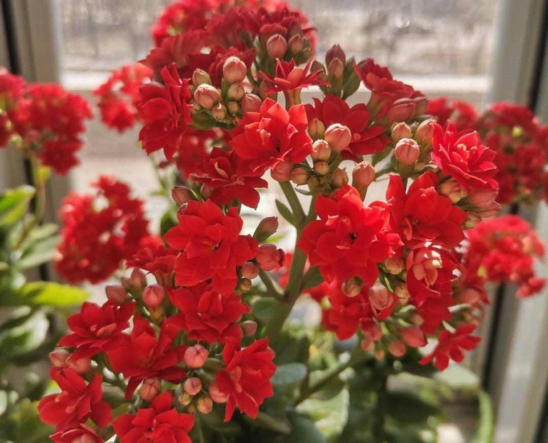 家庭養花的肥料_家養花的肥料_家庭養花用什么肥料好