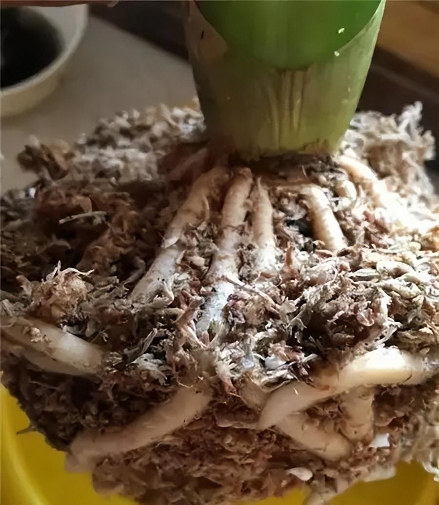 家庭養花的肥料_家養花的肥料_家庭養花用什么肥料好