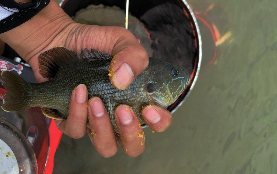 觀賞魚美國紅_美國觀賞魚_觀賞魚美國紅魚圖片