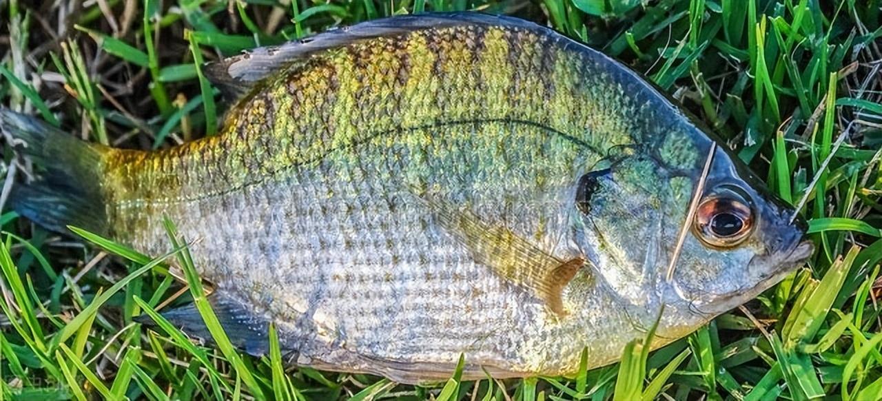 觀賞魚美國紅魚圖片_觀賞魚美國紅_美國觀賞魚