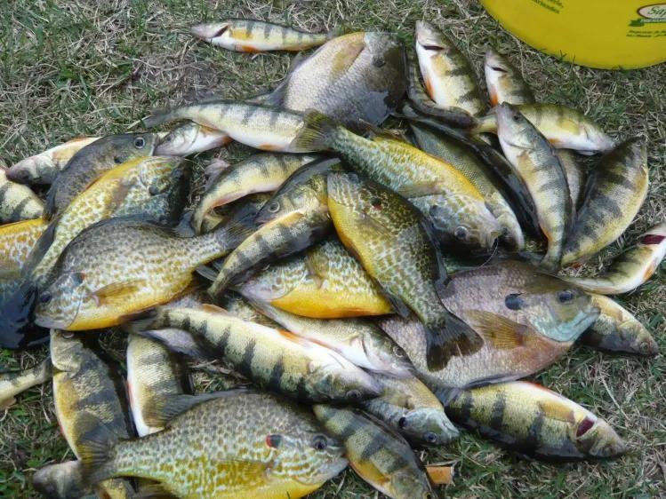 美國觀賞魚_觀賞魚美國紅魚圖片_觀賞魚美國紅