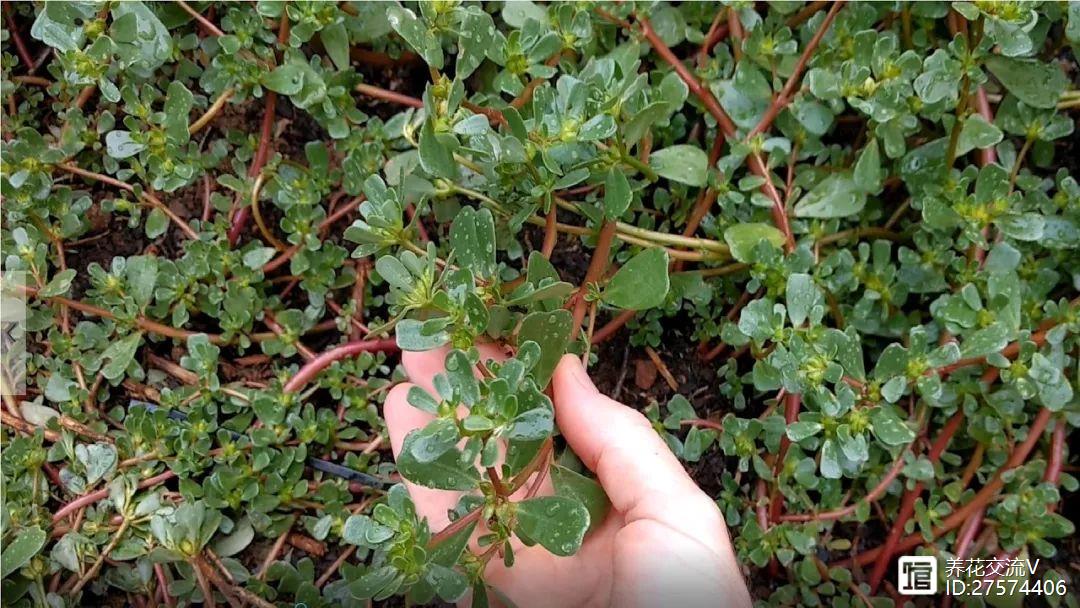 多肉像花似的是什么花_像花的多肉植物_多肉植物像花一樣