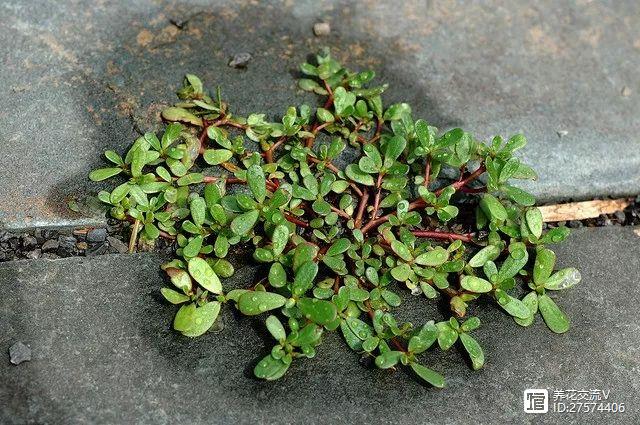 多肉植物像花一樣_像花的多肉植物_多肉像花似的是什么花