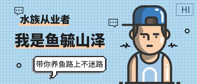 小魚缸養什么？推薦6種適合小型魚缸的人氣小型魚