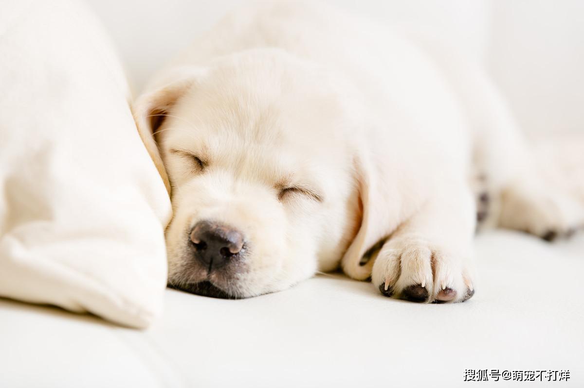 狗狗健康疾病小常識，各年紀段狗狗的一天正常睡眠時間大概為多少