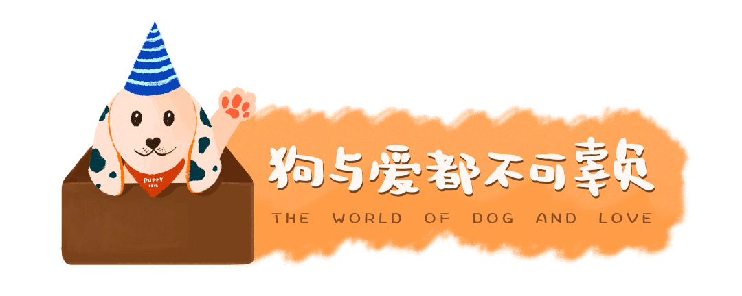 養(yǎng)一只閑不下來的操心狗是一種什么體驗？