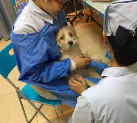 什么狗便宜又好養_寵物狗便宜好養_便宜的家養狗