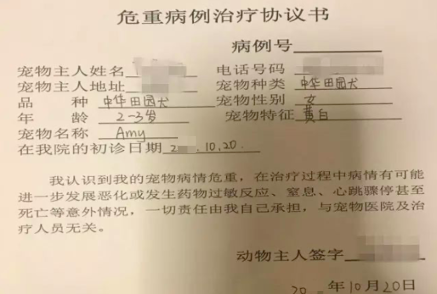 寵物狗便宜好養_什么狗便宜又好養_便宜的家養狗