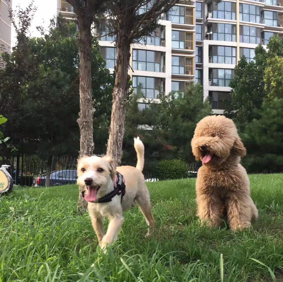什么狗便宜又好養_便宜的家養狗_寵物狗便宜好養