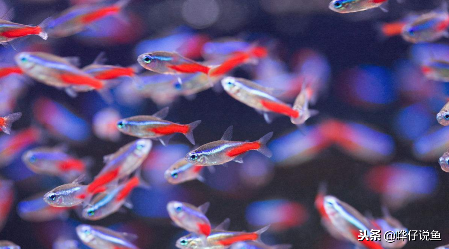 在家養觀賞魚怎么樣好養_居家養觀賞魚有什么講究_在家養什么觀賞魚好