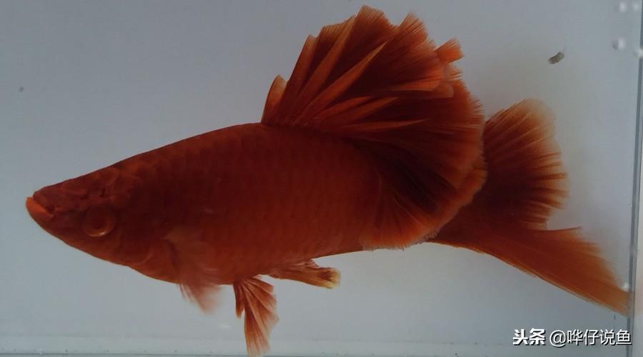 居家養觀賞魚有什么講究_在家養什么觀賞魚好_在家養觀賞魚怎么樣好養