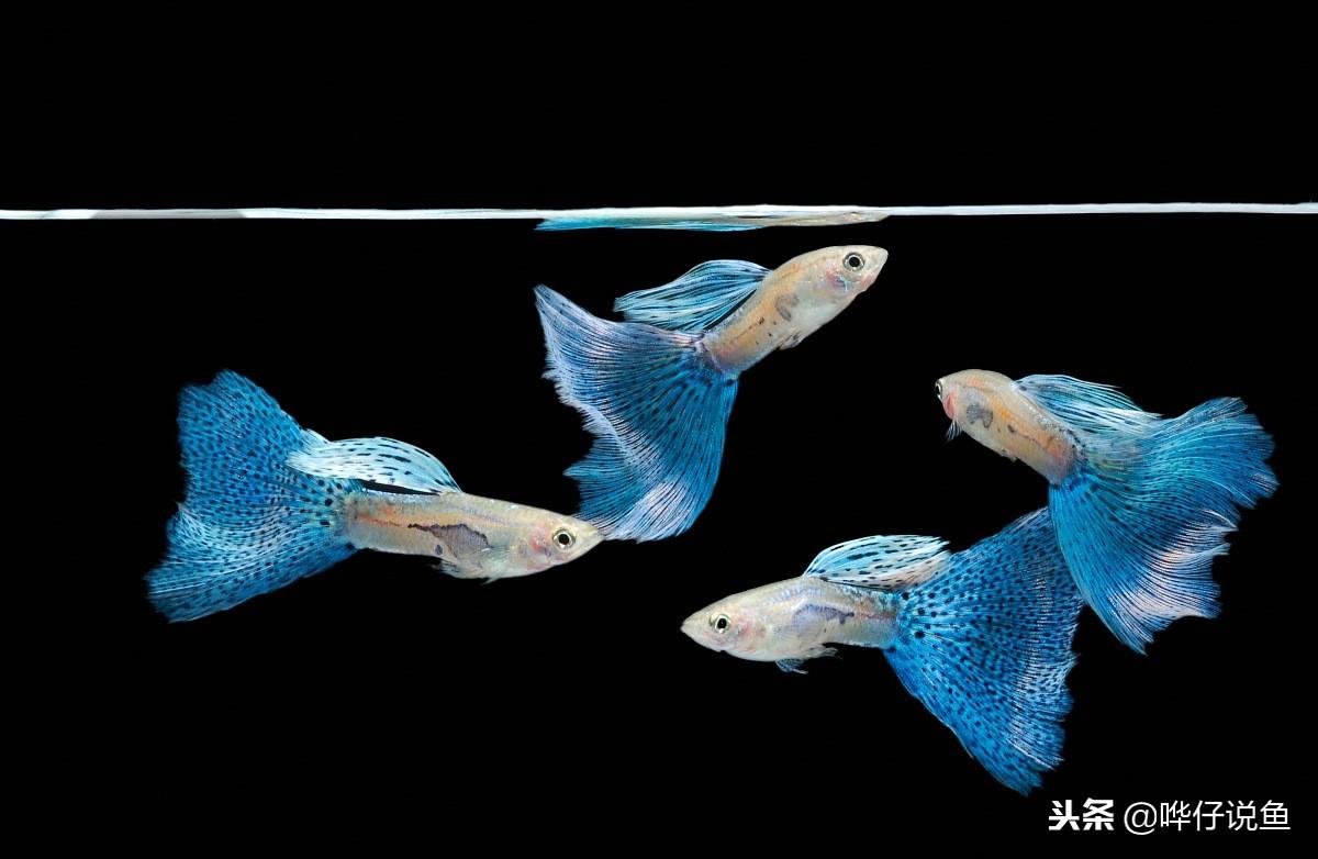 在家養什么觀賞魚好_居家養觀賞魚有什么講究_在家養觀賞魚怎么樣好養