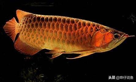在家養觀賞魚怎么樣好養_在家養什么觀賞魚好_居家養觀賞魚有什么講究