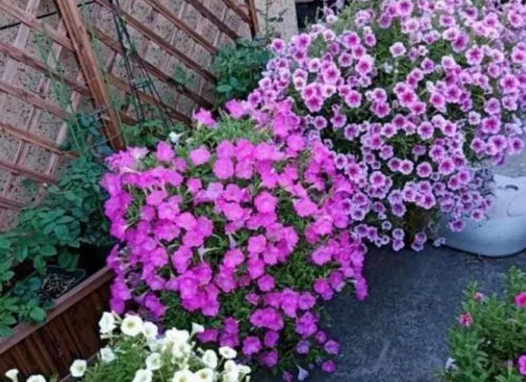 陽臺上養(yǎng)花好嗎_什么花適合在陽臺上養(yǎng)_陽臺上養(yǎng)什么花好看